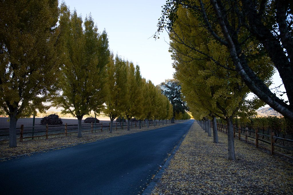 A tree-lined avenue leading into a quiet Perth community at golden hour